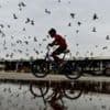 Health v heritage: Pigeon feeding ban sparks debate in India