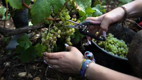 En Champagne, les droits de douane américains gâchent les vendanges