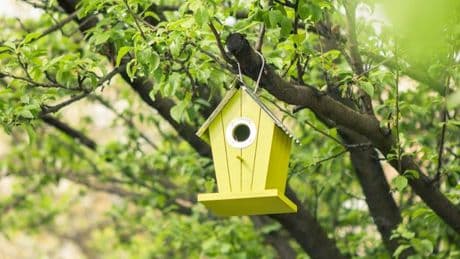 3 bird box errors which could be driving your feathered friends away