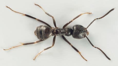 Invasive Ameisen in Deutschland: So zerstören Sie die Infrastruktur