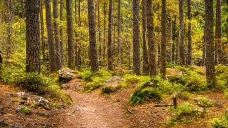 The magical Perthshire forest that was named 'best autumn woodland walk' in Scotland
