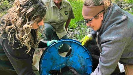 Bear Whose Head Was Stuck for Two Years Is Freed