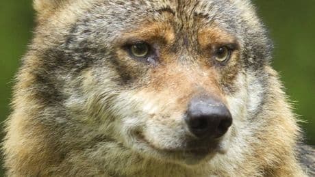 Forderung des Bundesrats: Geht es dem Wolf in Deutschland bald an den Kragen?
