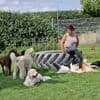 Dierenpensions in hele land tjokvol, mede door corona en vergrijzing