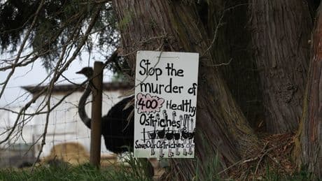 B.C. ostrich farm calls for independent testing to prevent ‘unnecessary destruction’