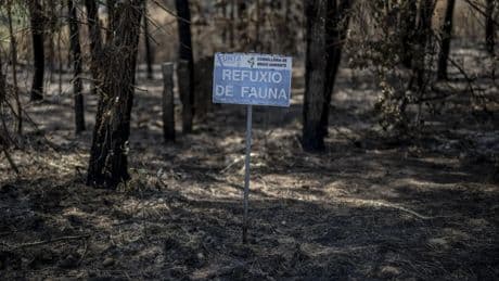 Lo peor está por venir, advierten los expertos: después de las llamas llega el "post incendio"
