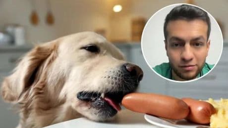 David Aldás, veterinario: "No cometas este grave error con tu mascota: nunca le des embutidos"