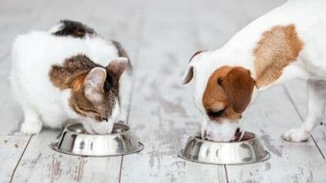 Adiós al pienso estándar: así debe ser la dieta de tu mascota según su salud