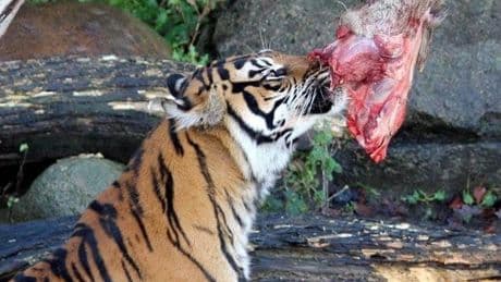 Un zoo danés desata la polémica al pedir donaciones de mascotas para darlas de comer a sus leones