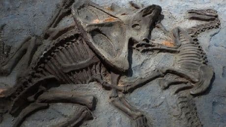 Kanserin evrimsel kökenine ışık tutuyor: Dinozor fosilinde tümör tespit edildi