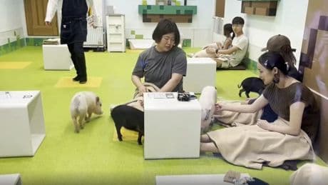 Cafeterías con animales: de tendencia viral a estar relacionadas con el tráfico ilegal en Japón