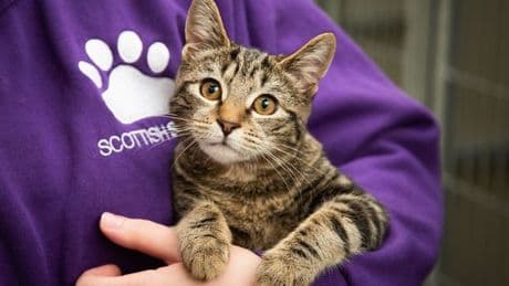 Scottish SPCA balloted over strike action after 'years of pay neglect'