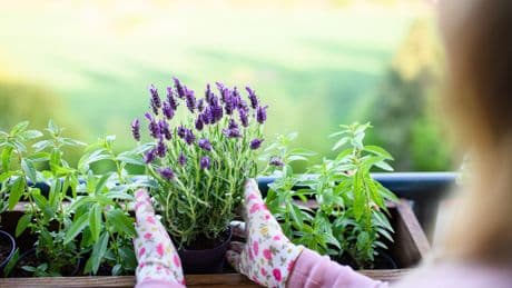 Nicht wegwerfen: Mit einem Hausmittel wächst Lavendel besser
