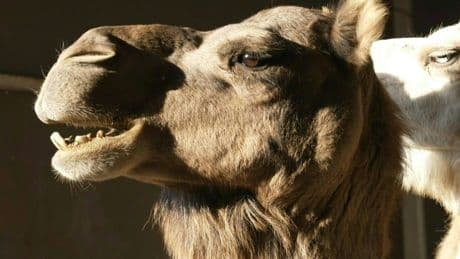 Agriculture : cet éleveur du Nord parie sur le lait de chamelle pour faire du fromage