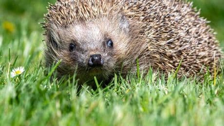 Gefahr für Igel in Dormagen: „Die schwer verletzten Tiere erleiden unheimliche Qualen“