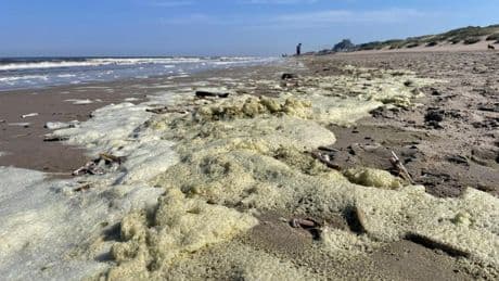 Schuimalarm aan de kust: blijf 4 en 5 mei uit het water
