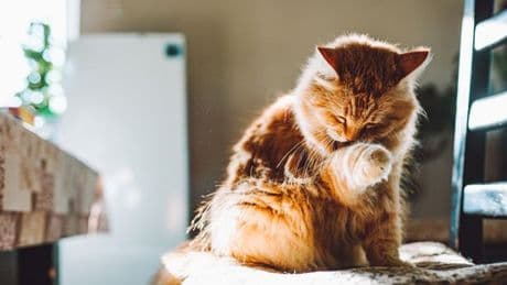 Cat expert says there's sweet reason they lick you and it's not because you're dirty