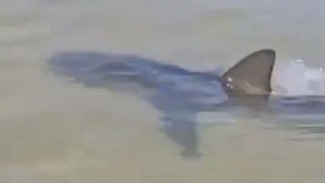 Hadera shark attack: Swimmer's last words in FULL before being dragged out to sea and mauled