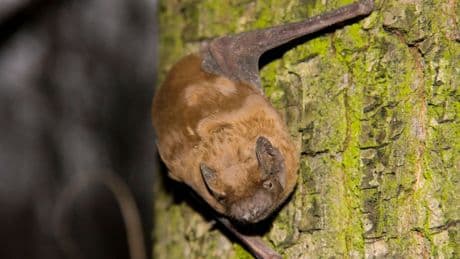 Extremely rare virus that causes RABIES found in bat in UK garden after mum died from disease caught petting dog abroad