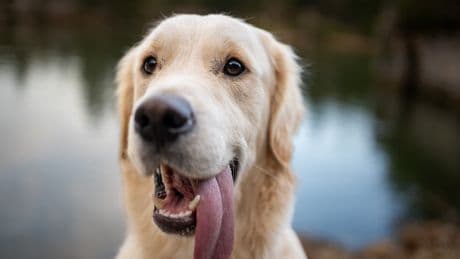 Zu heiß für den Hund? Die Zunge verrät, wann es gefährlich wird
