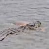 Terrifying moment crocodile drags grandfather to his death in its jaws before brave villagers charge the beast armed with sticks to free victim