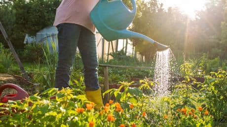 Dürre und Hitze in Deutschland - So bleibt Ihr Garten trotz Spreng-Verbot grün