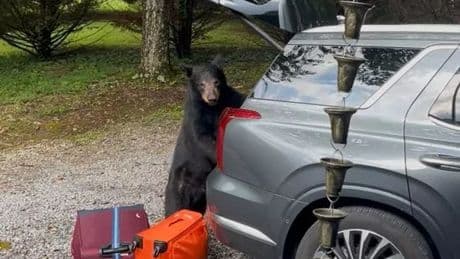 Family 'lucky to be alive' as bear climbs into car in US holiday horror