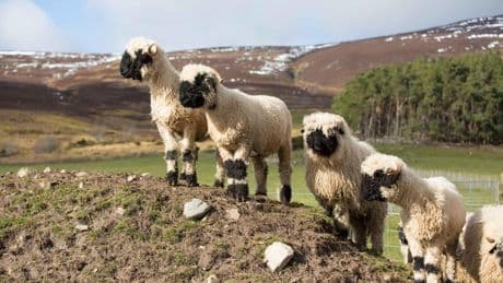 ‘Unique in the UK’ support scheme gives £6m to upland hill farmers