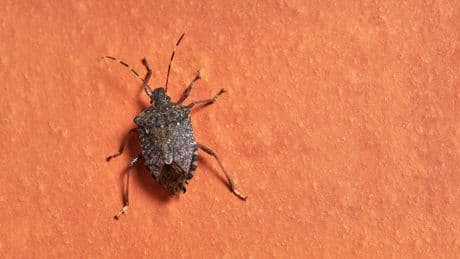 Zieht es im Herbst nach drinnen - Stinkwanzen in der Wohnung? Bloß nicht einsaugen!