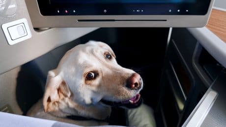 Cani e gatti in aereo: tutto sulle nuove norme per volare con i propri animali