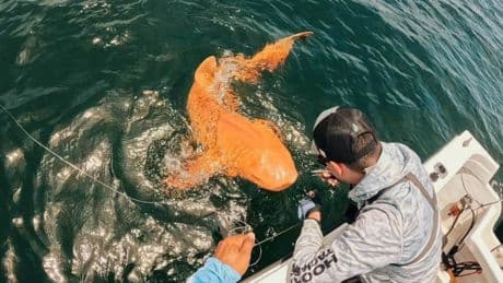 Descubren en Costa Rica un tiburón naranja: un fenómeno inédito en el mundo marino
