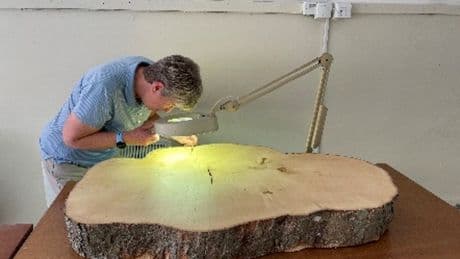 Age mystery of felled Sycamore Gap tree finally solved