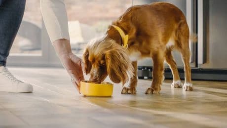 Dog food monthly subscription creates 'tailored menu' to meet each pups needs