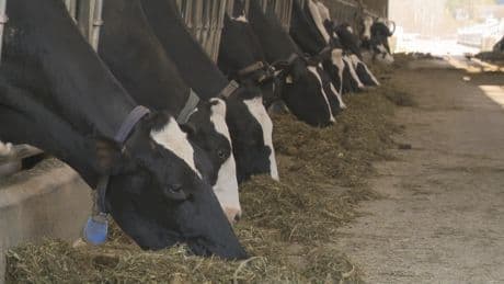 Alberta Beef Producers to leave Canadian Cattle Association in 2026