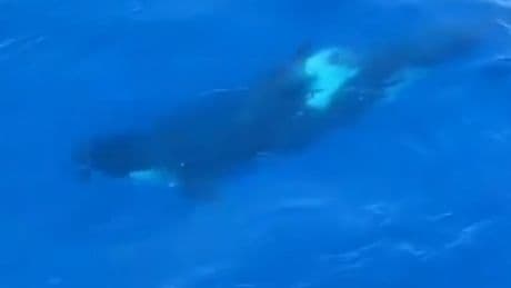 Avistan a media docena de orcas a 10 millas de Cabo Matxitxako