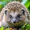 Hedgehog numbers are falling: How to make a home for them in your garden