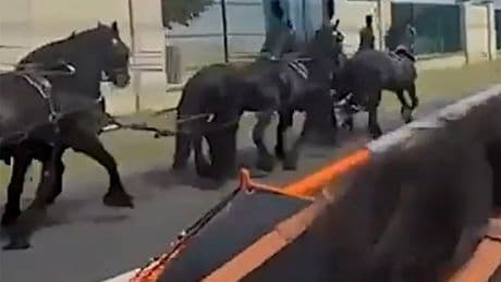 Panicking horse crashes head-first into car during nightmare funeral procession