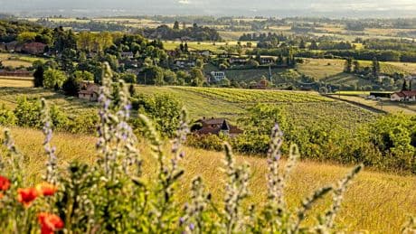Vins du Beaujolais : notre sélection de l’été 2025