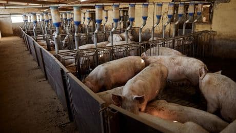 La Chine va imposer des mesures antidumping sur les importations de porc européen