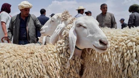 AP PHOTOS: Muslims around the world celebrate Eid al-Adha