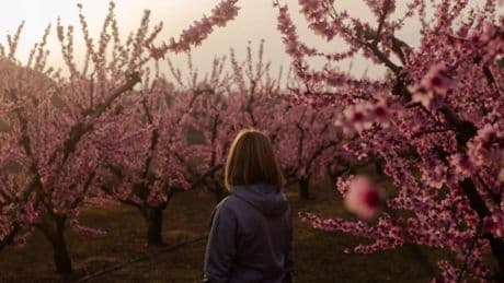 Ruta mágica entre frutales en flor: no es Japón, sino Aragón, y hay tres caminos por coloridos árboles