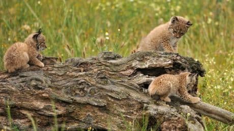 Así se logró el milagro del lince en la península: “Fue clave convencer a la sociedad rural”