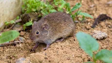 Wühlmaus-Schreck: Diese Pflanzen halten die Nager aus Ihrem Garten fern