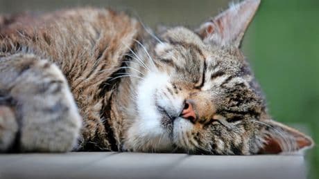 Körpersprache von Katzen: „Acht Stunden Katzenvideos zu schauen, ist anstrengend“