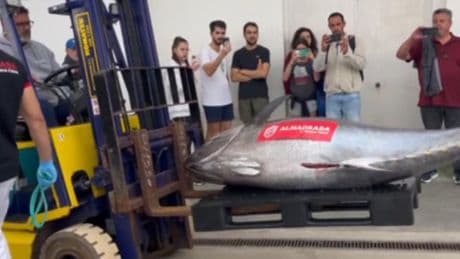 „Almadraba“ – Die 3000 Jahre alte Methode des Fischfangs