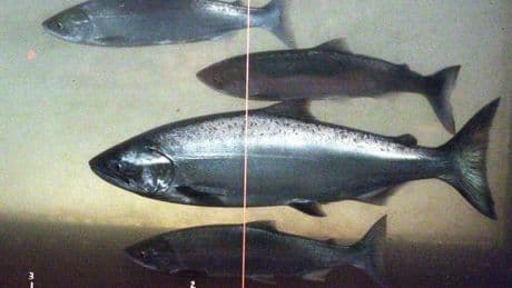 Government turns off water taps in parts of B.C. as low flows threaten salmon
