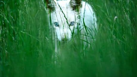 München: Naturfotograf Dominik Reigl entdeckt weißen Rotfuchs