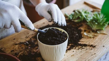 Gärtner-Geheimtipp: Warum Sie Blumenerde vor dem Eintopfen backen sollten