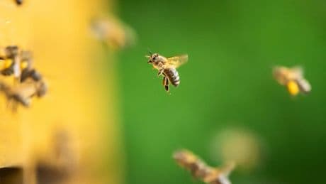 Wie alt werden eigentlich Bienen? So hoch ist die Lebenserwartung
