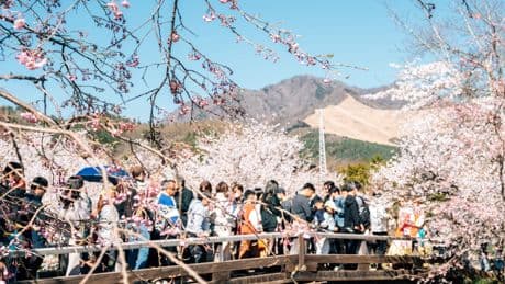 I went to Japan during peak season. This is my one big tip for escaping the crowds.